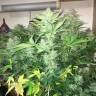 семена конопли гидропоники Auto Blue Diesel regular