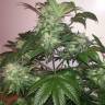 семена конопли с доставкой Auto Blue Diesel regular