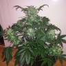 мощные семена конопли Auto Blue Diesel regular
