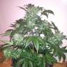 семена конопли автоцвет Auto Blue Diesel regular