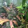 семена конопли в фирменной упаковке Auto Blue Diesel regular