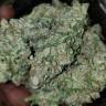 семена конопли интернет магазин Auto Blue Diesel regular