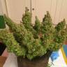автоцветущие семена конопли Auto Blue Diesel regular