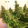 семена конопли f1 в оригинальной упаковке Auto Blue Diesel regular