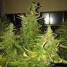 семена сортовой конопли Auto Blue Diesel regular