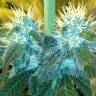 урожайные семена конопли Blue Mango feminised урожайные семена конопли Blue Mango feminised