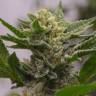 семена конопли курьером Argali feminised Bang Seeds