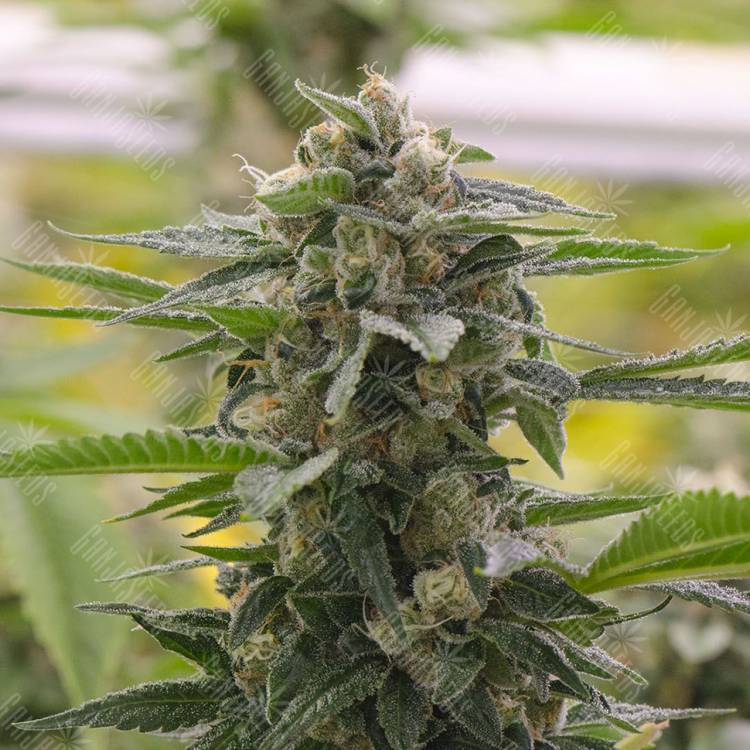 семена конопли в интернете Argali feminised Bang Seeds