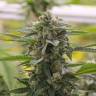 семена конопли в интернете Argali feminised Bang Seeds