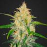 семена конопли для курения Auto Zkittlez OG feminised Barneys Farm