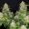 семена конопли для выращивания Auto Zkittlez OG feminised Barneys Farm