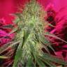 конопля семена сорта заказать 30st Anniversary Mix feminised Dutch Passion Seeds