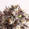 семена конопли в интернете Gelato-K feminised Kannabia Seeds