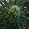семена конопли дешево Gelato-K feminised Kannabia Seeds