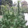 семена конопли с доставкой Gelato-K feminised Kannabia Seeds