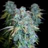 семена конопли Serious Happiness regular Serious Seeds