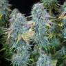 семена конопли наложенным платежом Serious Happiness regular Serious Seeds