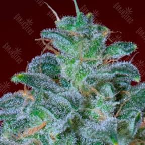 Auto Mohan Ram feminised GanjaLiveSeeds
