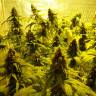 Семена марихуаны оптом Auto Mohan Ram feminised GanjaLiveSeeds