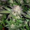 семена конопли элитных сортов Auto Critical CBD feminised