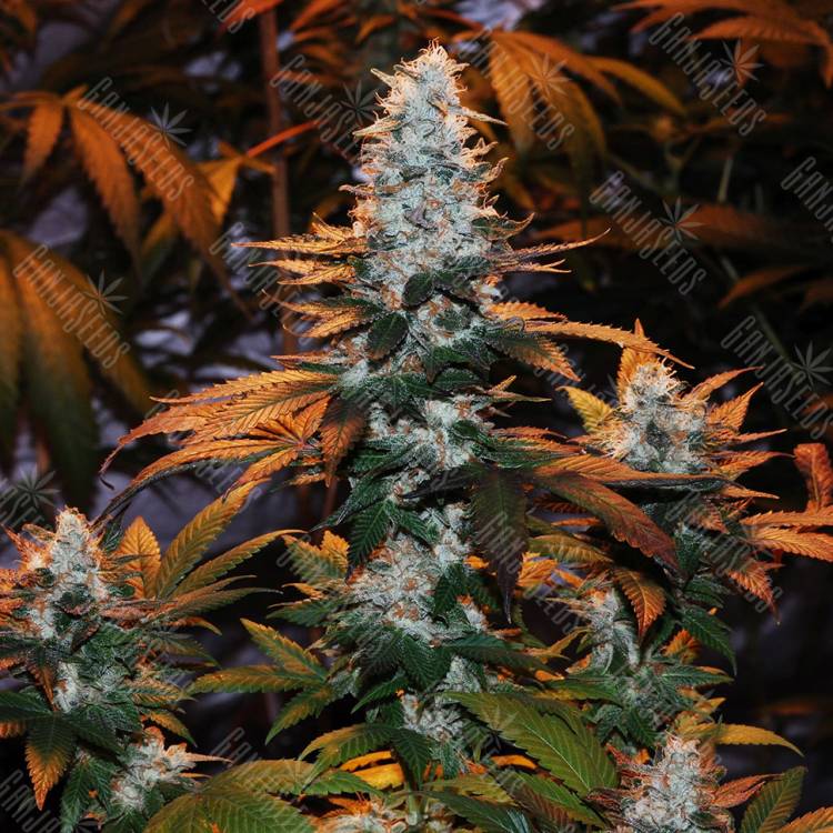 семена конопли курьером Auto Cream Mandarine regular семена конопли курьером Auto Cream Mandarine regular