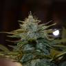 семена конопли марихуаны Auto CBD Lemon Potion feminised Barneys Farm семена конопли марихуаны Auto CBD Lemon Potion feminised Barneys Farm