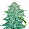 семена конопли в интернете Auto CBD Lemon Potion feminised Barneys Farm семена конопли в интернете Auto CBD Lemon Potion feminised Barneys Farm