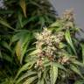 заказ семян конопли Спб CBD Rich Mix feminised Dutch Passion Seeds