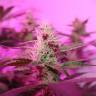 семена конопли Россия CBD Rich Mix feminised Dutch Passion Seeds