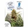 заказ семян конопли Москва CBD Rich Mix feminised Dutch Passion Seeds
