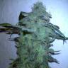 семена конопли феминизированные Kreamy Karamel feminised Kannabia Seeds