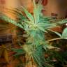 семена конопли в фирменной упаковке Kreamy Karamel feminised Kannabia Seeds