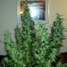 мощные семена конопли Kreamy Karamel feminised Kannabia Seeds