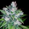 семена конопли в России Kandy Kush regular Reserva Privada