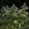 семена конопли Спб Kandy Kush regular Reserva Privada