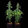 семена конопли Москва Kandy Kush regular Reserva Privada