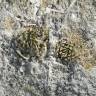 Купить семена кактуса Ariocarpus trigonus elongatus Купить семена кактуса Ariocarpus trigonus elongatus