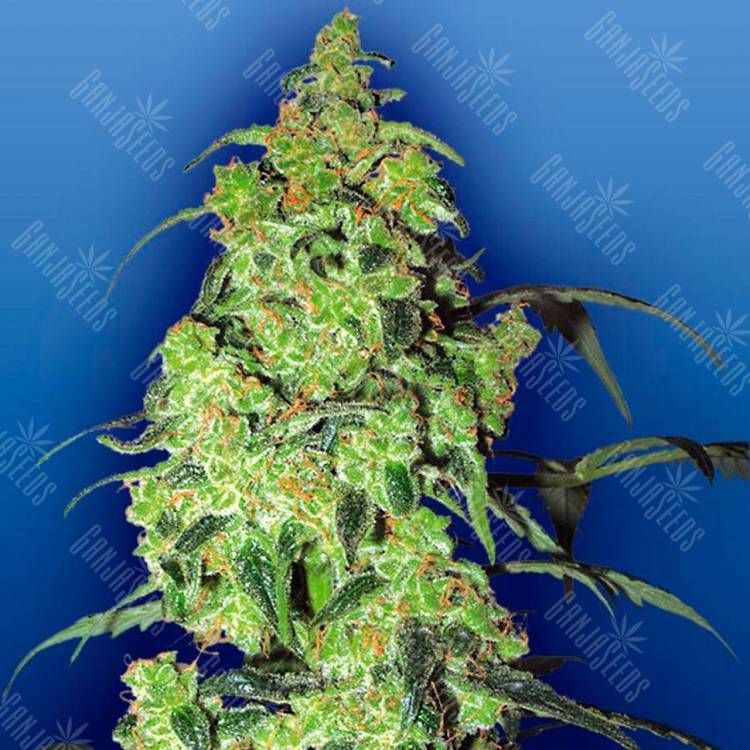 Качественные семена марихуаны Auto Blow Mind feminised GanjaLiveSeeds Качественные семена марихуаны Auto Blow Mind feminised GanjaLiveSeeds