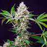 Качественные феминизированные семена конопли Auto Blow Mind feminised GanjaLiveSeeds Качественные феминизированные семена конопли Auto Blow Mind feminised GanjaLiveSeeds