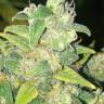 купить онлайн семена конопли мощных сортов Auto Durban Poison feminised