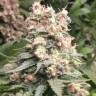 качественные семена конопли для выращивания Auto Durban Poison feminised