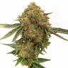 автоцветущие семена конопли Auto Durban Poison feminised