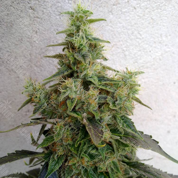 семена конопли дешево Astana City feminised Bang Seeds семена конопли дешево Astana City feminised Bang Seeds