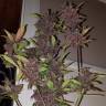 семена конопли гидропоники Auto LSD feminised Barneys Farm