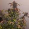 семена конопли дешево Auto LSD feminised Barneys Farm