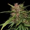 семена конопли курьером Dutch Outdoor Mix feminised Dutch Passion Seeds