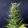 качественные семена конопли Karibbean Mango feminised Kannabia Seeds