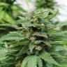 урожайные семена конопли Karibbean Mango feminised Kannabia Seeds