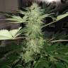 семена конопли в оригинальных упаковках Karibbean Mango feminised Kannabia Seeds