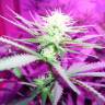 семена конопли недорого Karibbean Mango feminised Kannabia Seeds